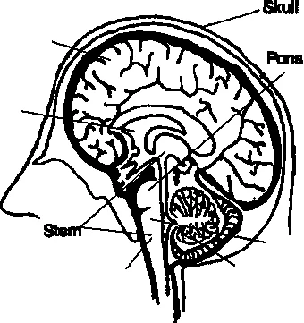 Brain anatomy: cerebrum, ventricles, reticular activating system