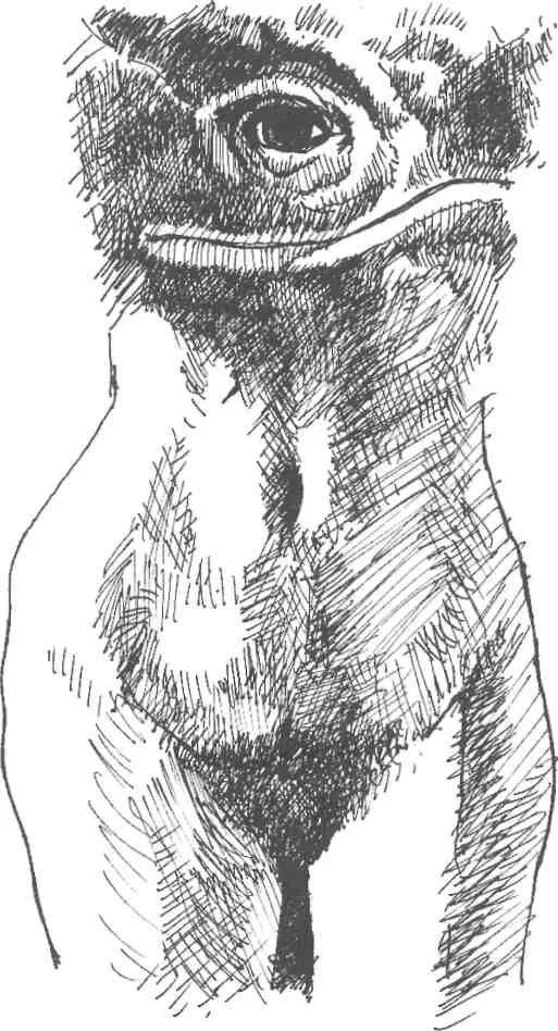 Whale woman on the path of heart