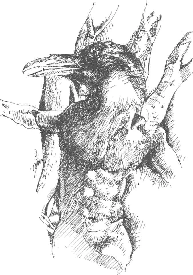 Raven man